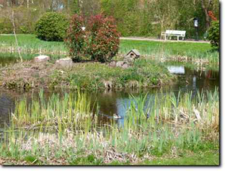 Ententeich im Dahmer Kurpark